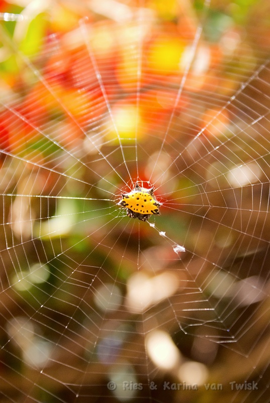spiny orb-weaver