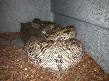 Basking