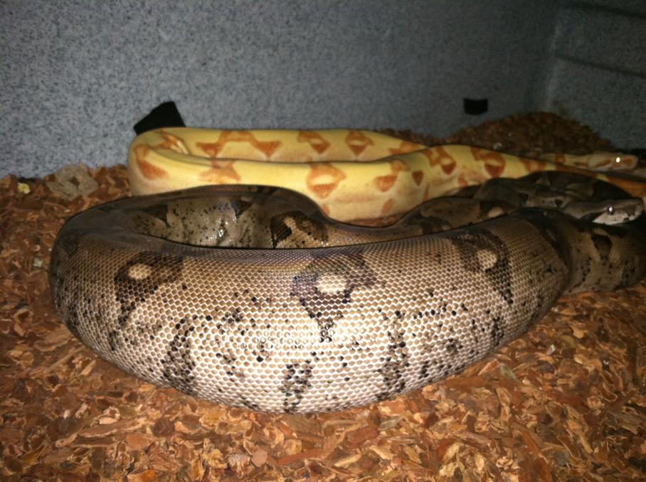 Ovulation