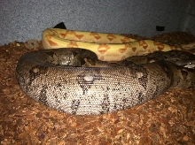 Ovulation