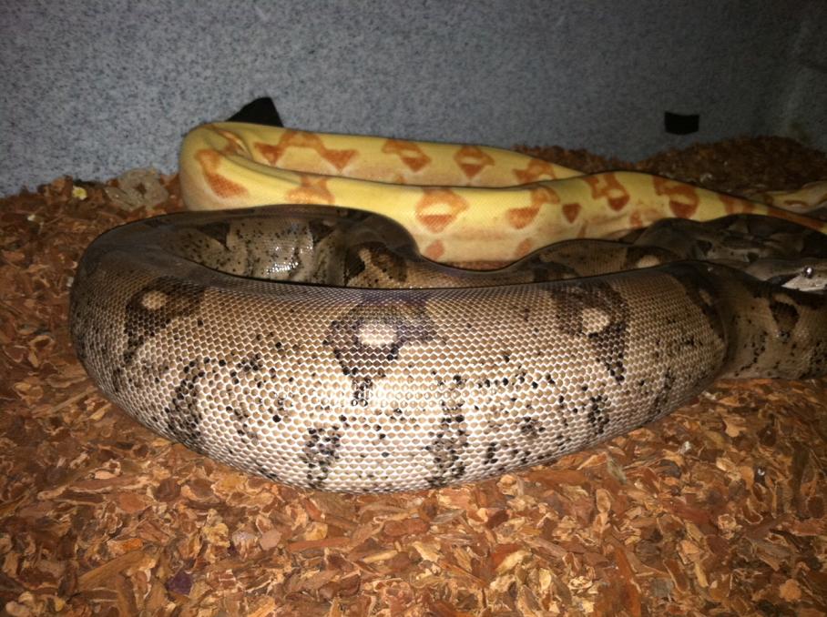 Ovulation