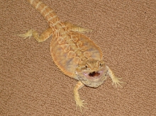 RED-ORANGE QUAD HET LEATHERBACK