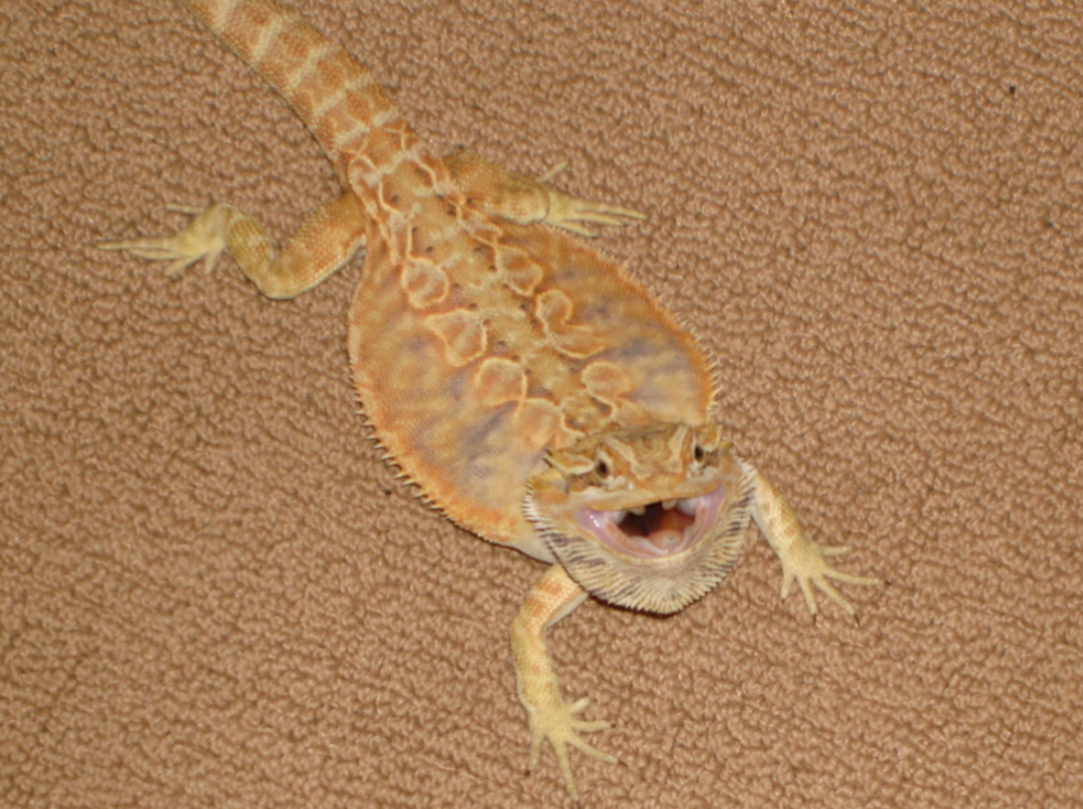 RED-ORANGE QUAD HET LEATHERBACK