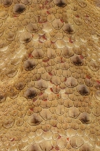 BETTER PICTURE OF RED SPOTS