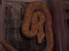Albino Poss. Double Het.