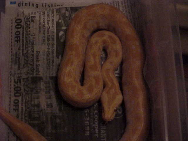 Albino Poss. Double Het.