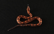 blood boa