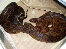 blood boas