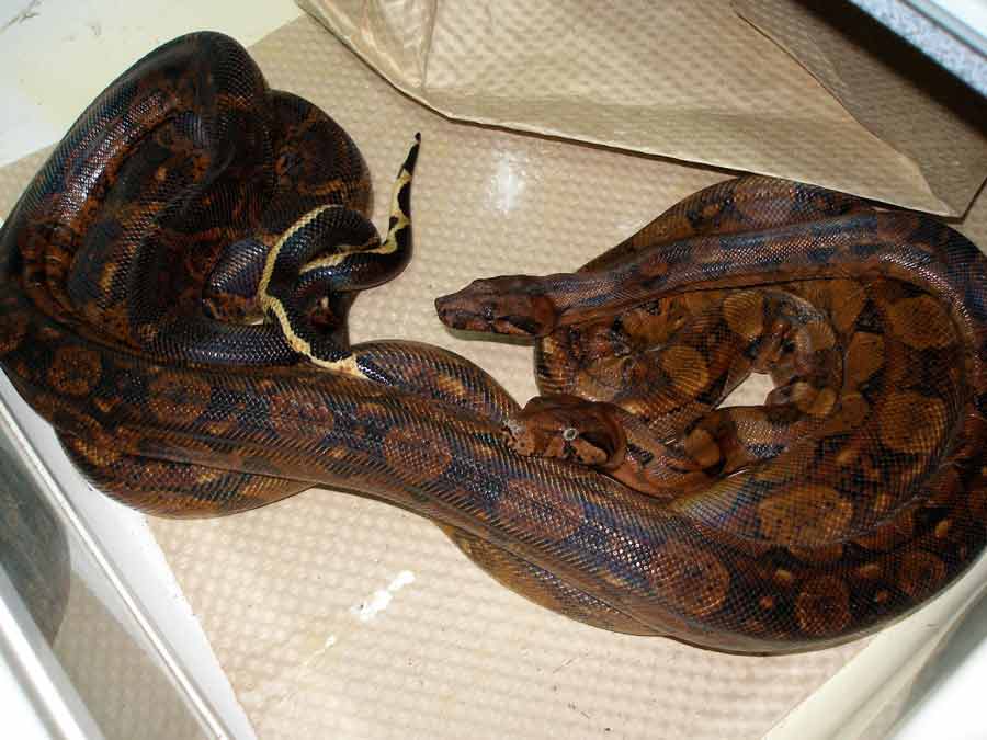 blood boas