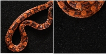 blood boa