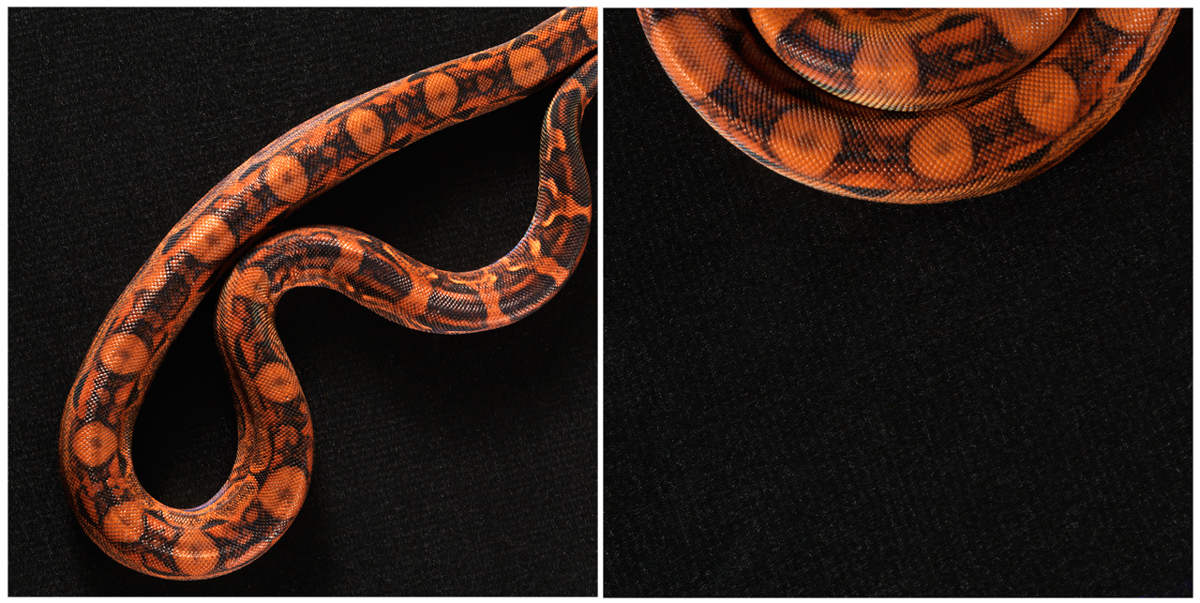 blood boa