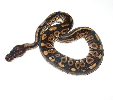 Samantha August 08 female