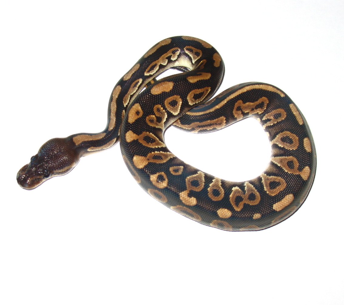 Samantha August 08 female