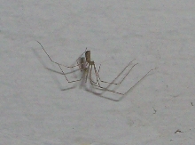spider