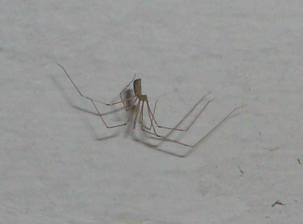 spider