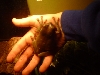 my whites tree frog