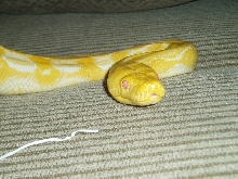 albino lavendar tiger retic "zeus"