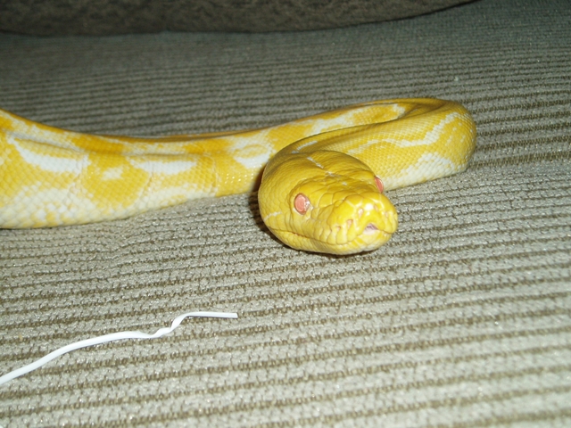 albino lavendar tiger retic "zeus"