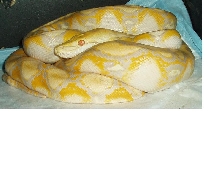 purple albino "bettie"