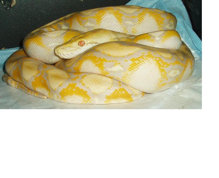 purple albino "bettie"