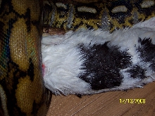 retic takes rabbit