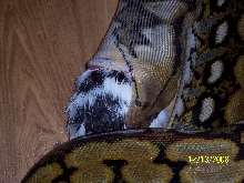tiger retic still eating