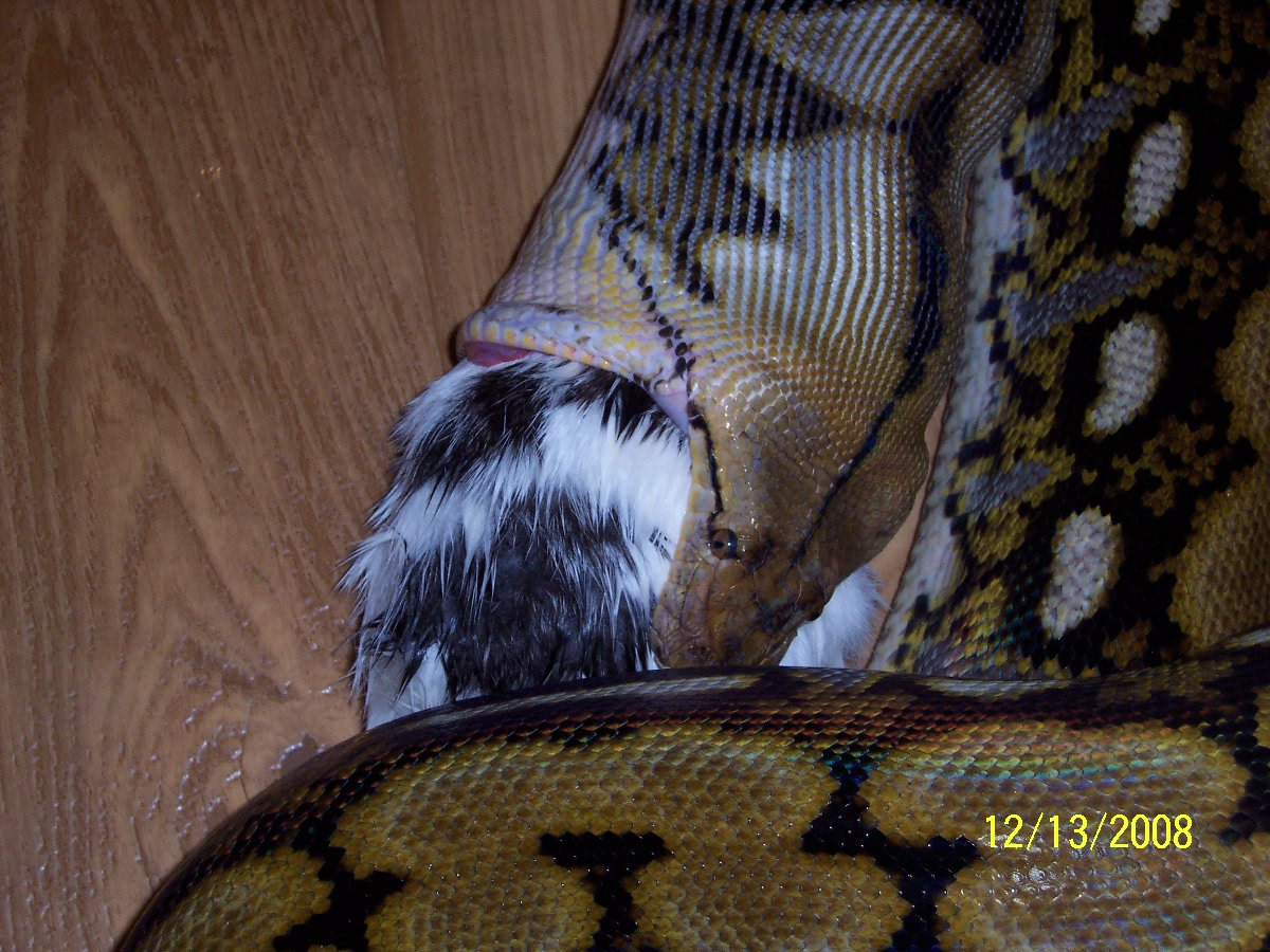 tiger retic still eating