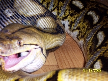 my retic finishing rabbit