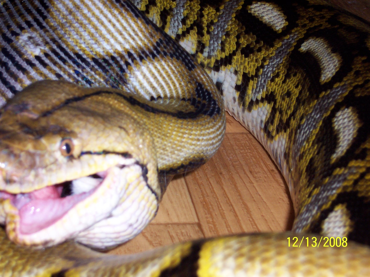 my retic finishing rabbit