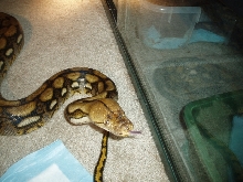 tiger retic "george" (the best pet in the world)
