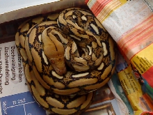 Tiger het. Albino