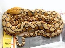 Reticulated Python het.Albino