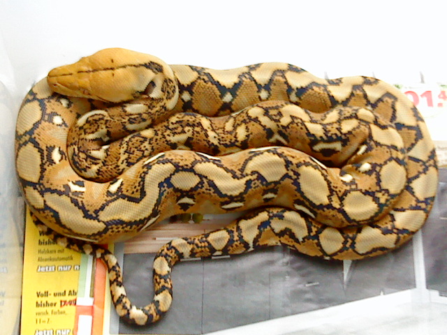 Reticulated Python het.Albino