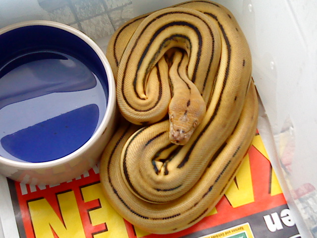 Super Tiger retic CB 08