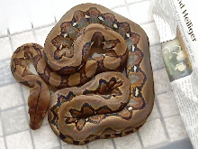 Sumatra Giant (striped) WC 08