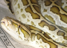 hypo burm
