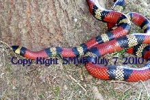 Lampropeltis triangulum polyzona