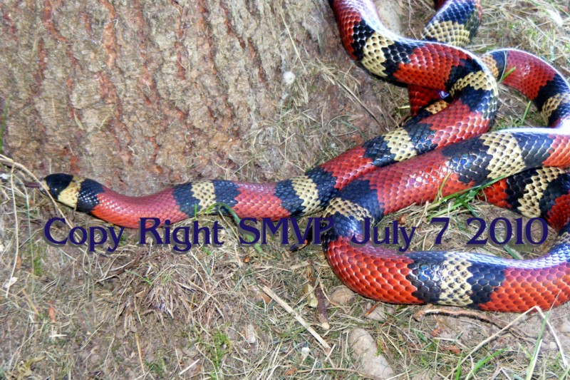 Lampropeltis triangulum polyzona