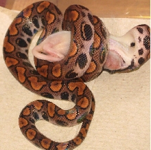 Eating