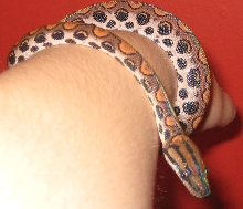 male rainbow