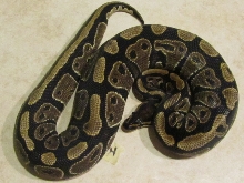2011 GRAVEL MALE
