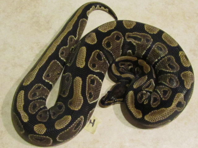 2011 GRAVEL MALE