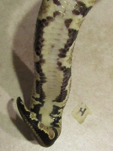 2011 GRAVEL MALE