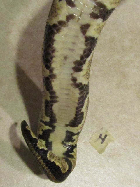 2011 GRAVEL MALE