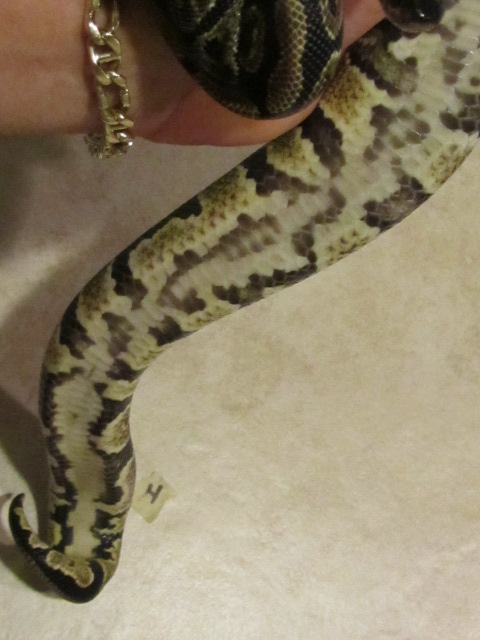 2011 GRAVEL MALE