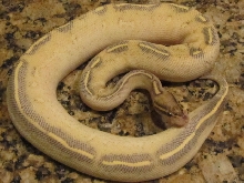 2011 Highway Ball Python