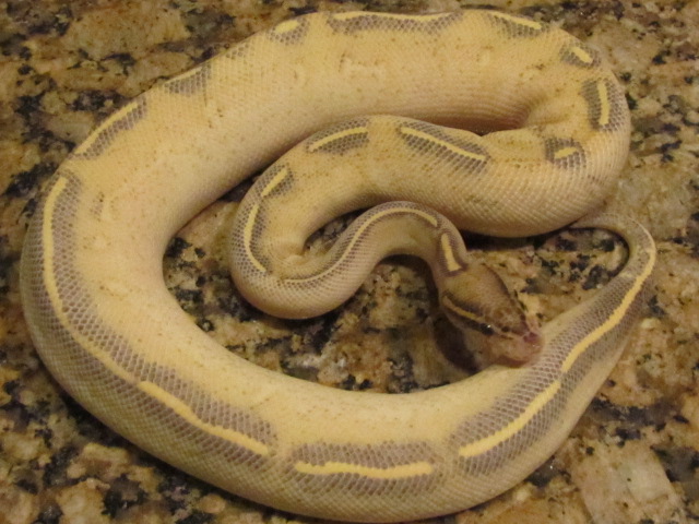 2011 Highway Ball Python