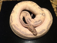 HIGHWAY BALL PYTHON
