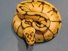 Bumble Bee