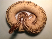 Highway Ball Python Female 2011